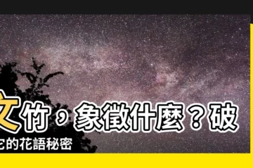 【文竹 花語】文竹，象徵什麼？破解它的花語秘密