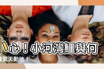 【小河】小心！小河灣鱷與何國鋒驚天動地！