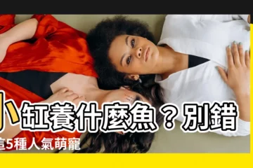 【小缸適合養什麼魚】小缸養什麼魚？別錯過這5種人氣萌寵