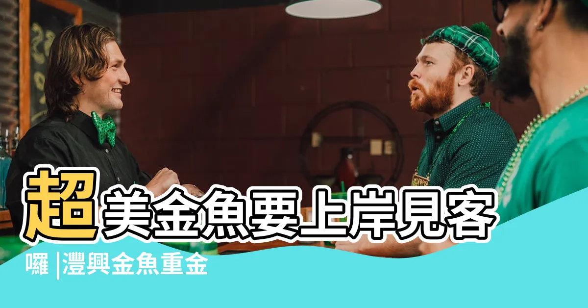 【灃興金魚】超美金魚要上岸見客囉 |灃興金魚重金打造新魚池來 |灃興金魚 |