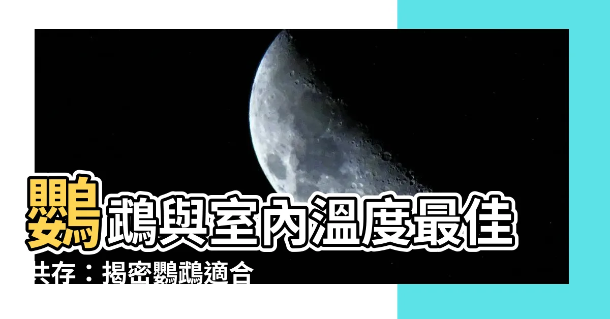【鸚鵡適合温度】鸚鵡與室內温度最佳共存：揭密鸚鵡適合的温度