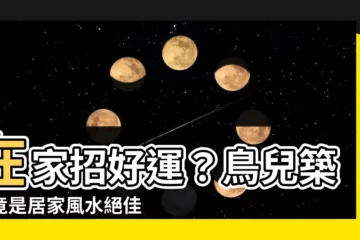【鳥 在家築巢】在家招好運？鳥兒築巢竟是居家風水絕佳徵兆！