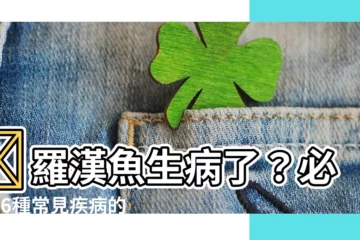 【羅漢魚生病】🚨羅漢魚生病了？必學16種常見疾病的防治大全！🚨