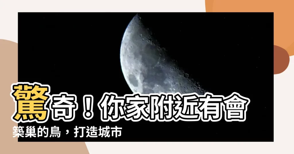 【會築巢的鳥】驚奇！你家附近有會築巢的鳥，打造城市鳥巢的奧秘大公開