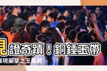 【銅錘玉帶草】見證奇蹟！銅錘玉帶草展現藥草之王風範