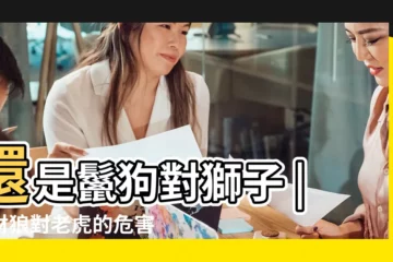 【豺狼 獅子誰強 老虎】還是鬣狗對獅子 |是豺狼對老虎的危害大 |20只豺狼圍攻打贏老虎 |