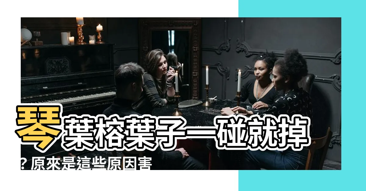 【琴葉榕葉子一碰就掉】琴葉榕葉子一碰就掉？原來是這些原因害的！教你4招輕鬆解決