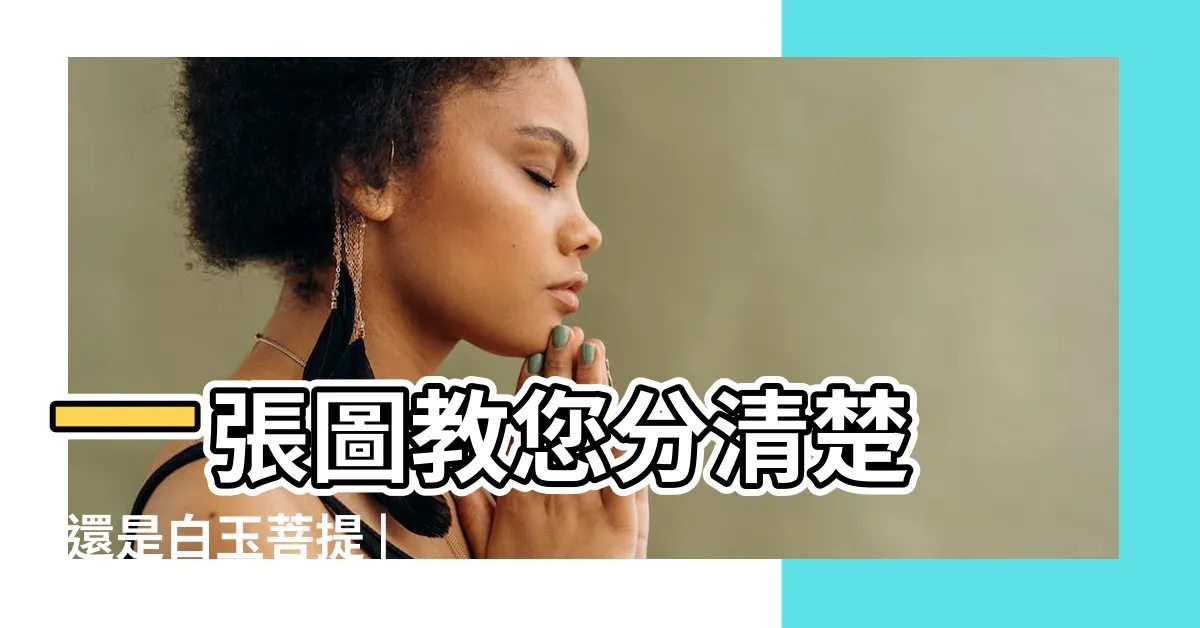 【白菩提根】一張圖教您分清楚 |還是白玉菩提 |白菩提根 |