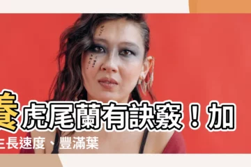 【虎尾蘭生長速度】養虎尾蘭有訣竅！加快生長速度、豐滿葉片、爆盆花朵