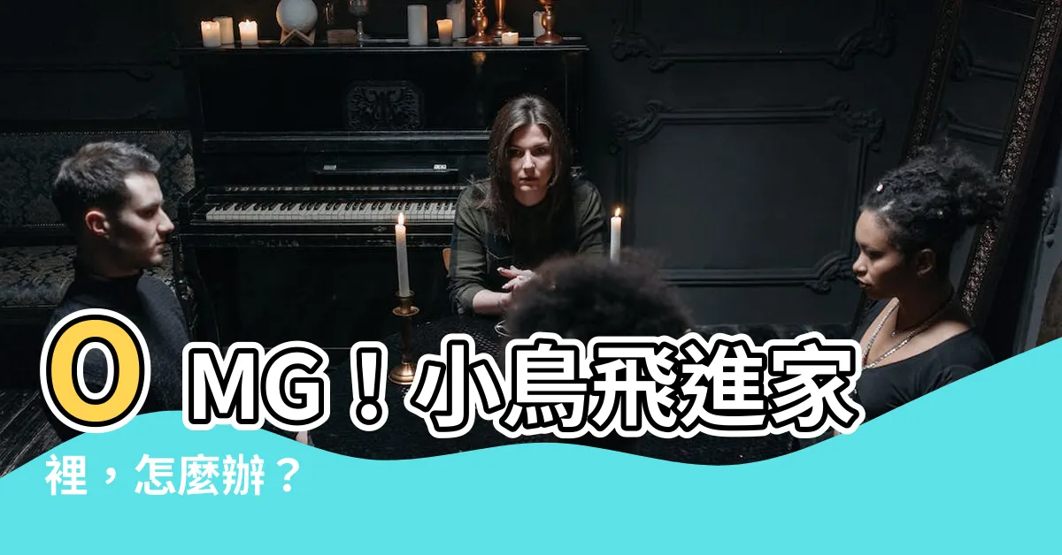 【小鳥飛進家裡怎麼辦】OMG！小鳥飛進家裡，怎麼辦？