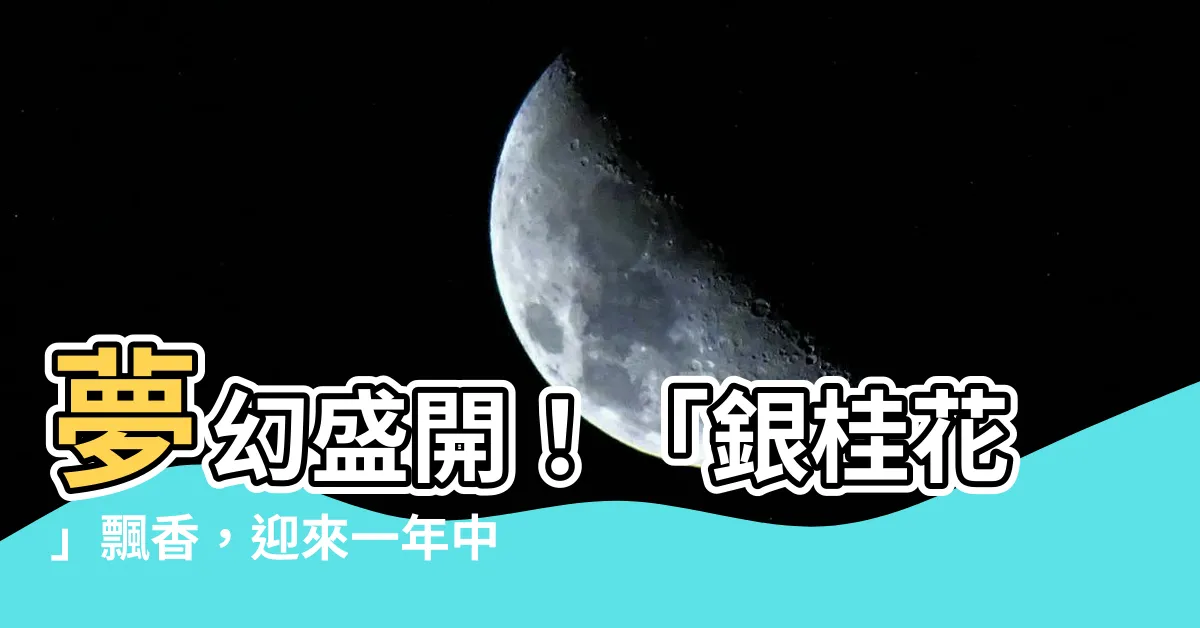 【銀桂花】夢幻盛開！「銀桂花」飄香，迎來一年中最美的時光