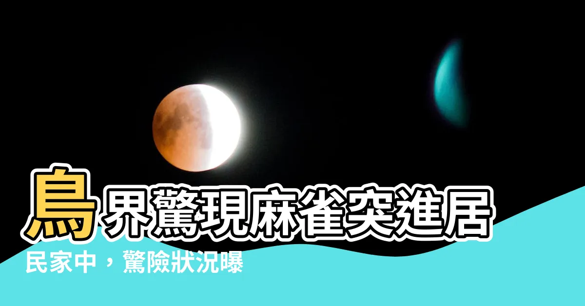 【麻雀跑進家裡】鳥界驚現麻雀突進居民家中，驚險狀況曝光！