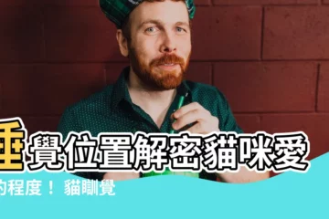 【貓瞓覺位置】睡覺位置解密貓咪愛你的程度！ 貓瞓覺位置大公開