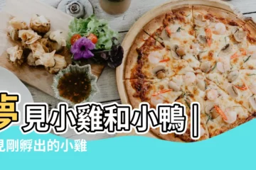 【夢見撿很多小鴨崽好不好】夢見小雞和小鴨 |夢見剛孵出的小雞 |夢見好多小雞小鴨 |