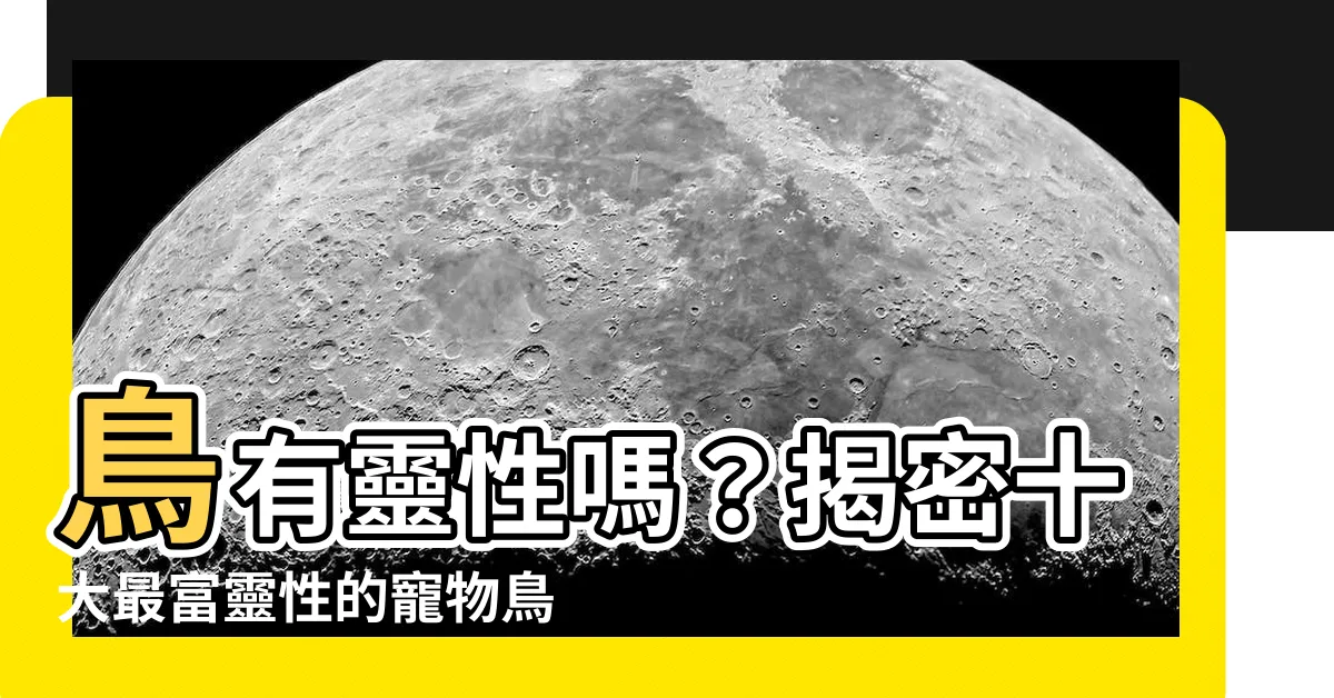 【鳥有靈性嗎】鳥有靈性嗎？揭密十大最富靈性的寵物鳥種！你喜歡養鳥嗎？