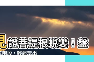 【菩提根盤玩】見證菩提根蜕變！盤玩五階段，輕鬆玩出琥珀色