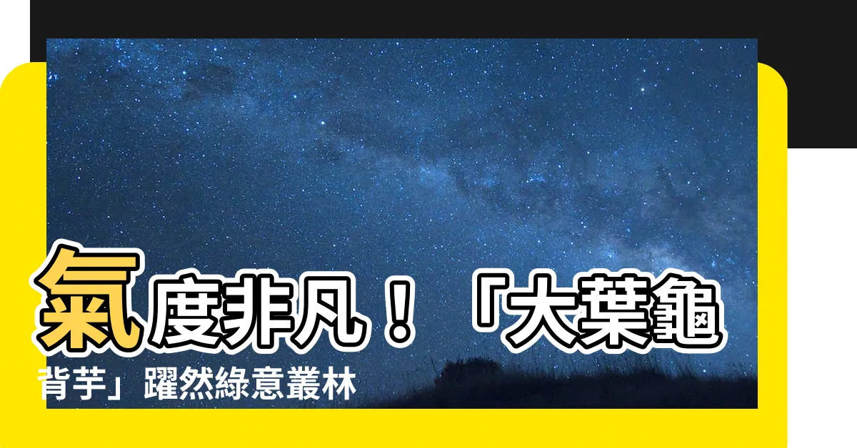 【大葉龜背芋】氣度非凡！「大葉龜背芋」躍然綠意叢林，淨化空氣，打造療癒空間