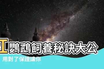 【紅鸚鵡】紅鸚鵡飼養秘訣大公開！用對了保證讓你5倍壽命