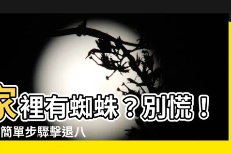 【屋企有蜘蛛】家裡有蜘蛛?別慌!3個簡單步驟擊退八腳室友!