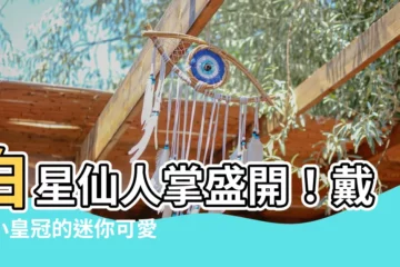 【白星仙人掌開花】白星仙人掌盛開！戴上小皇冠的迷你可愛★