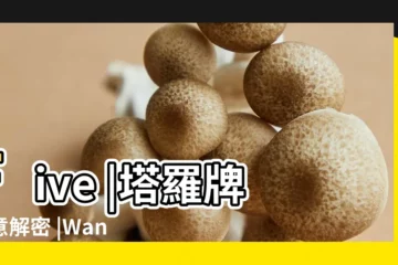 【塔羅牌權杖五的正位】Five |塔羅牌牌意解密 |Wands |