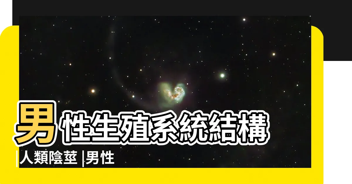 【男生的下體】男性生殖系統結構 |人類陰莖 |男性生殖系統 |