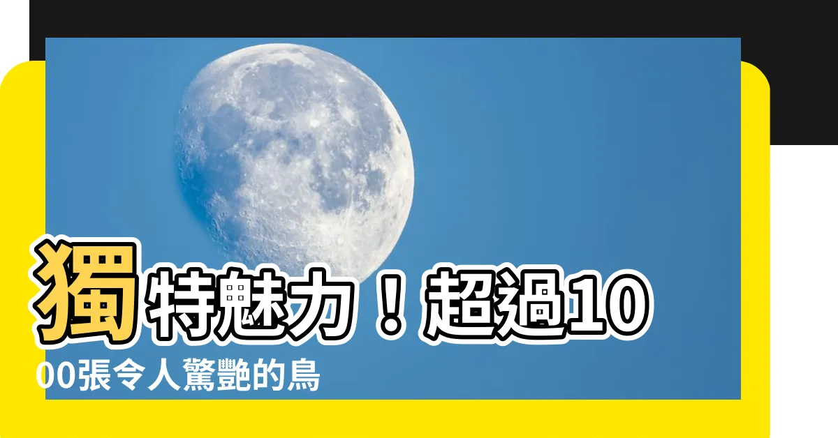 【鳥 畫】獨特魅力！超過1000張令人驚艷的鳥畫和鳥的免費圖片