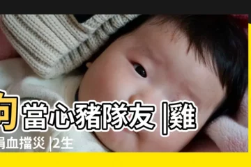 【屬羊的在八月運氣怎樣】狗當心豬隊友 |雞快捐血擋災 |2生肖有車關 |
