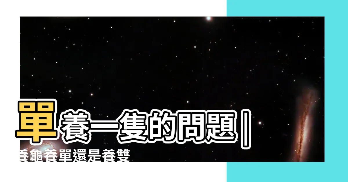 【烏龜可以只養一隻嗎】單養一隻的問題 |養龜養單還是養雙 |只養一隻小烏龜它會不會寂寞 |