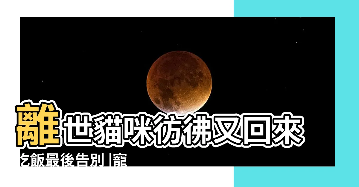 【貓咪死掉會回來嗎】離世貓咪彷彿又回來吃飯最後告別 |寵物過世後還會回來嗎 |貓咪過世了會回來 |