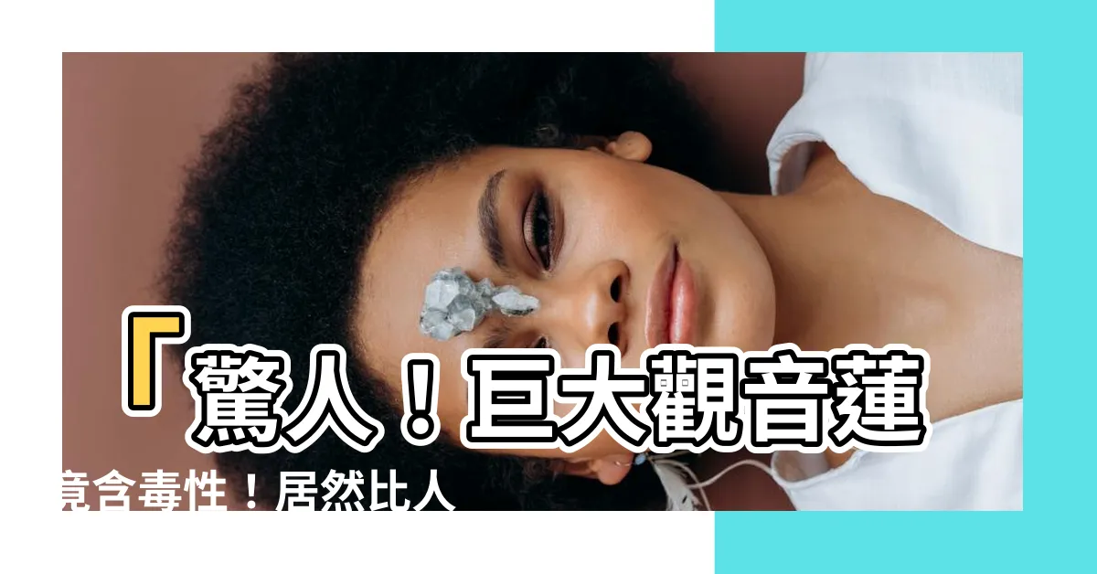 【觀音蓮 毒】「驚人！巨大觀音蓮竟含毒性！居然比人還大的恐怖植物！」