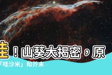 【山癸】哇！山葵大揭密，原來「哇沙米」和芥末是兩回事！