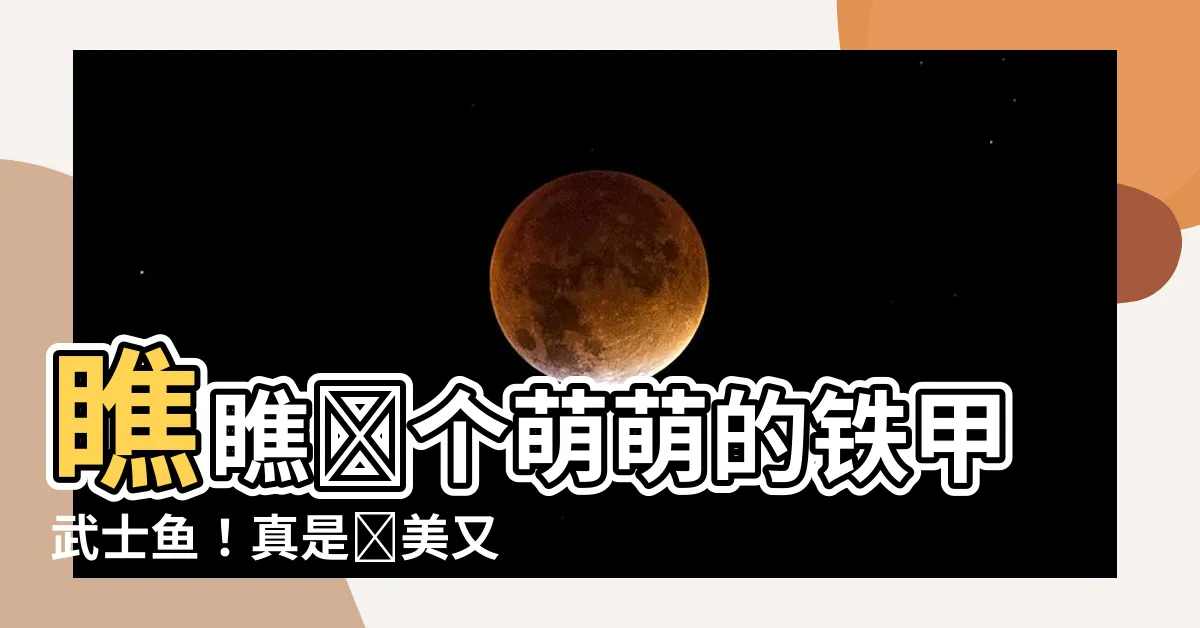 【鐵甲武士魚】瞧瞧這個萌萌的鐵甲武士魚！真是絕美又可愛！