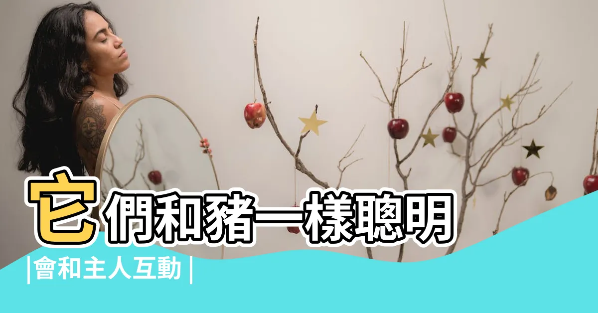 【豬仔魚 飼養】它們和豬一樣聰明 |會和主人互動 |適合養魚新手的一種 |