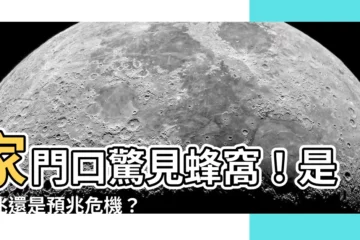 【家門口有蜂窩】家門口驚見蜂窩！是吉兆還是預兆危機？