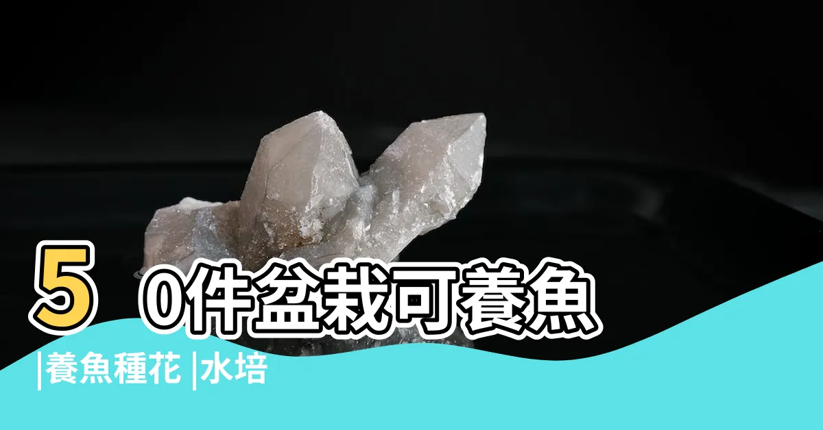 【米竹養魚】50件盆栽可養魚 |養魚種花 |水培米竹 |