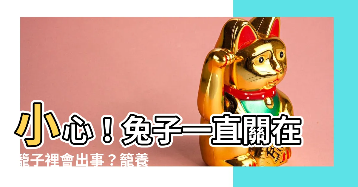【兔子一直關在籠子裡】小心！兔子一直關在籠子裡會出事？籠養秘訣一次告訴你