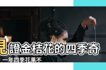 【金桔花】見證金桔花的四季奇景，一年四季花果不斷！