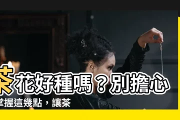 【茶花好種嗎】茶花好種嗎？別擔心！掌握這幾點，讓茶花不再難伺候
