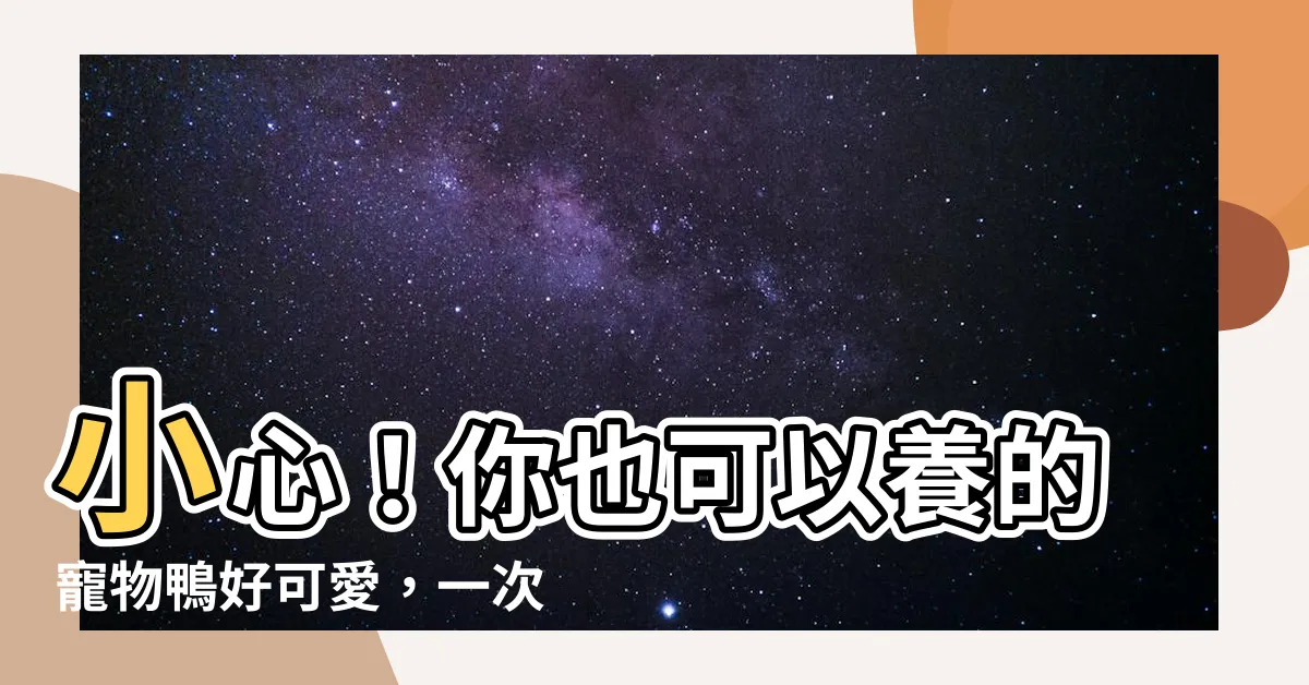 【可以養的鴨子】小心！你也可以養的寵物鴨好可愛，一次入手一隻就要上萬元！