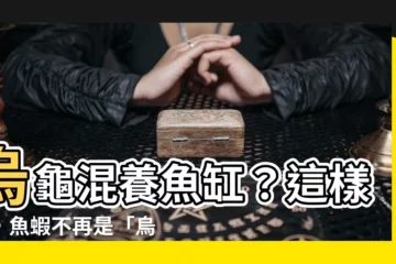 【烏龜混養魚】烏龜混養魚缸？這樣養，魚蝦不再是「烏龜點心」！