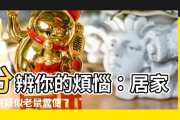【老鼠 糞便】分辨你的煩惱：居家發現疑似老鼠糞便？專家教你看懂屎跡