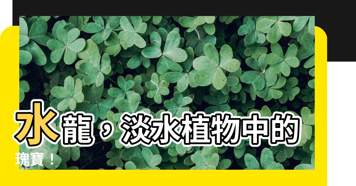 【水龍】水龍，淡水植物中的瑰寶！