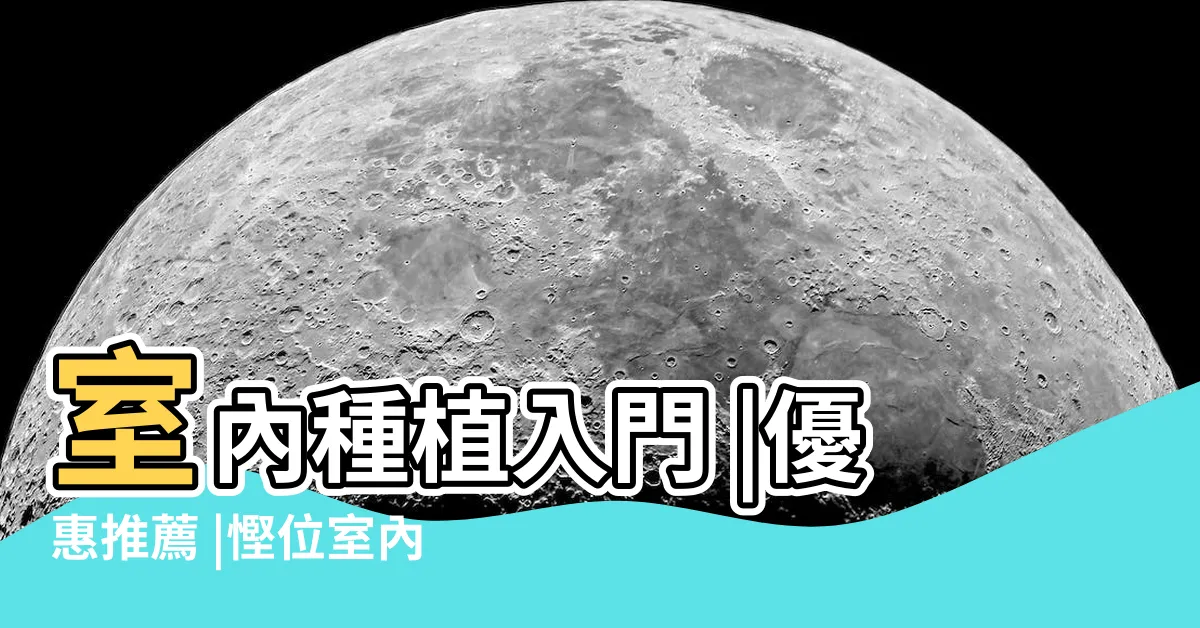 【常綠植物盆栽】室內種植入門 |優惠推薦 |慳位室內植物 |