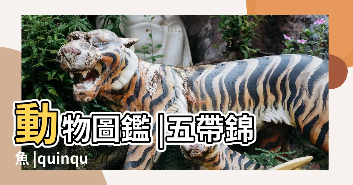【五帶錦魚】動物圖鑑 |五帶錦魚 |quinquevittatum |
