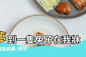 【夢到井裏有兩個兔子】夢到一隻兔子在我牀上有點詭異 |夢到兩隻兔子有什麼含義 |