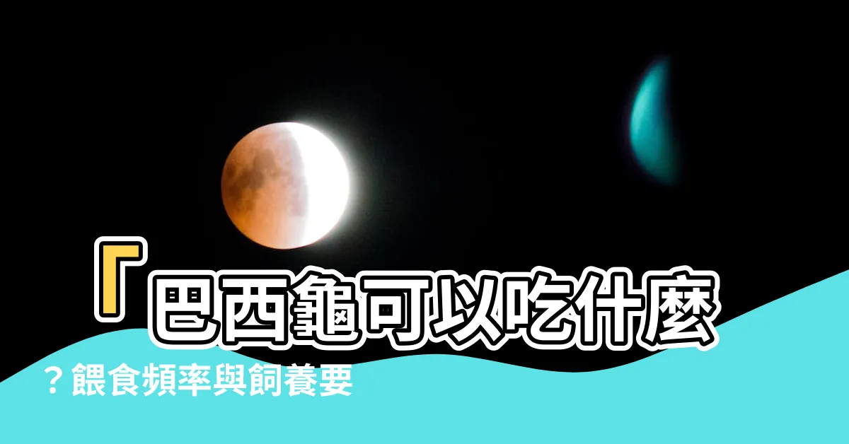 【巴西龜可以吃什麼】「巴西龜可以吃什麼？餵食頻率與飼養要點！」