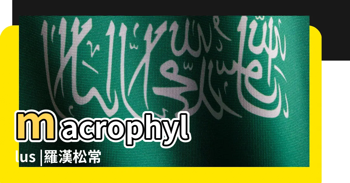 【羅漢松病害】macrophyllus |羅漢松常見病蟲害及防治方法 |Podocarpus |