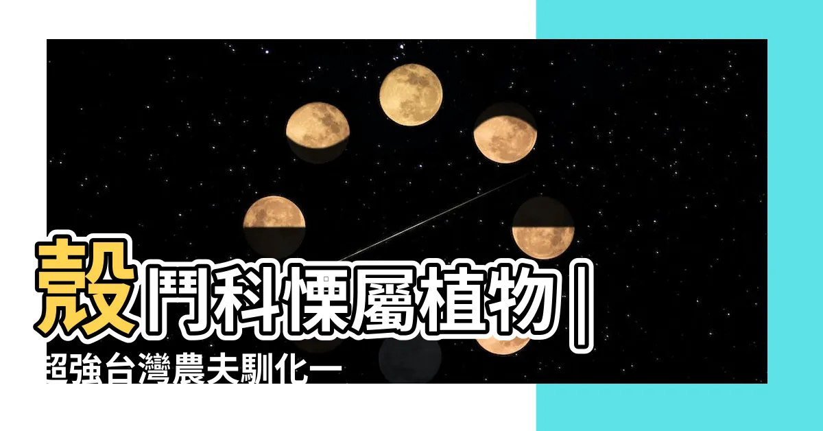 【板栗栗子樹】殼鬥科慄屬植物 |超強台灣農夫馴化一百年 |入秋必嚐本土栗子 |