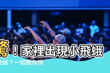 【家裡出現小飛蛾】驚！家裡出現小飛蛾怎麼辦？一招教你快速防治，徹底根絕
